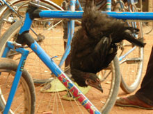 Le célèbre « poulet bicyclette » du Burkina. &#13;&#10;&#13;&#10;&#9;&#9;(photo:Vladimir Cagnolari)