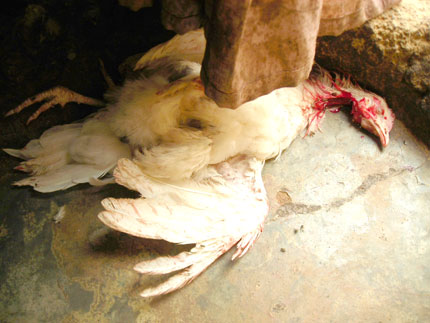 Le poulet reste la principale offrande que l’on sacrifie aux ancêtres &#13;&#10;&#13;&#10;&#9;&#9;(photo:Vladimir Cagnolari)