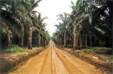 Plantation de palmier à huile© Myrthe Verweij - Milieudefensie
