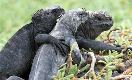 Iguane marin, animal emblématique des îles Galápagos, un monde en péril. 

		(Photo : AFP)