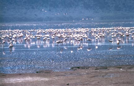 Le lac salin de Nakuru dans la Vallée du Rift. 

		DR