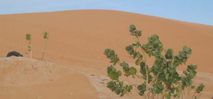 Les dunes sur la route d'Akjujt en Mauritanie.( Photo : M. Rivière/RFI )