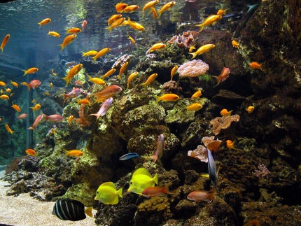 (Photo : Aquarium de la Porte Dorée)