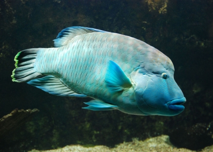 Napoléon cheilinus undulatus 

		(Photo : Aquarium de la Porte Dorée)