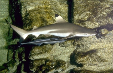 Requin pointe noire Carcharhinus melanopterus 

		(Photo : Aquarium de la Porte Dorée)