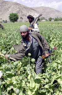 Le pavot fleurit surtout là où les talibans concentrent leur rébellion, dans le sud du pays. (Photo : AFP)