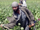 Le pavot fleurit surtout là où les talibans concentrent leur rébellion, dans le sud du pays. (Photo : AFP)
