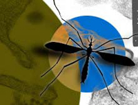 La dengue est provoquée par la piqûre d'un moustique femelle.© Nations unies