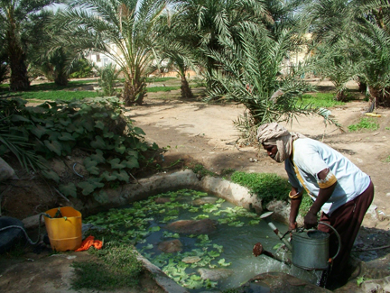 A Nouakchott, dans l'un des oasis, l'eau est un trésor.(Photo: Jean-Marc Munier)