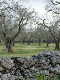 Le coût de la vie serait inférieur de 16,5% dans le sud de l'Italie par rapport au centre et au nord du pays, ici un champ d'oliviers dans les Pouilles.(DR)