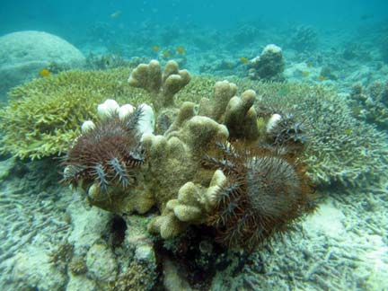 Les fonds marins de Bunaken, menacés par l'invasion d'étoiles de mer.© ARC, center of excellence for coral reef studies.