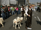 Les chasseurs espagnols en colère ont manifesté, en&nbsp;tenue de chasse, accompagnés de chiens, dans les rues de Madrid.(Photo : AFP)