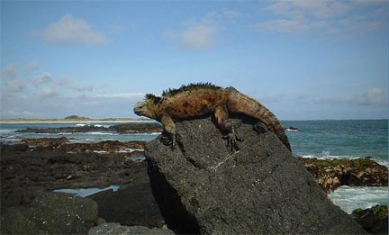 Iguane des Iles Galapagos.(Domaine public)