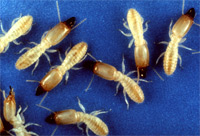 Les <em>reticulitermes flavipes </em>sont des termites qui rongent les couches tendres du&nbsp;bois.(Domaine public).