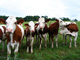 Parmi les propositions de Bruxelles : la fin des quotas laitiers, prévue pour 2015.  

		( Photo : Wikimedia )