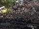 Des dizaines de milliers de manifestants protestent contre les importations de bœuf américain, à Yong-Hak, en Corée du Sud, le 27&nbsp;juin 2008.(Photo : Reuters)