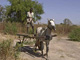 Un ouvrier agricole, en Gambie.(Photo : Djibril Sy/FAO)
