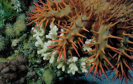 Les pullulements cycliques de l'étoile de mer épineuse, <em>l'Acanthaster planci</em>, déstabilisent gravement l'écosystème corallien.© Claudes Rives/ Merimages