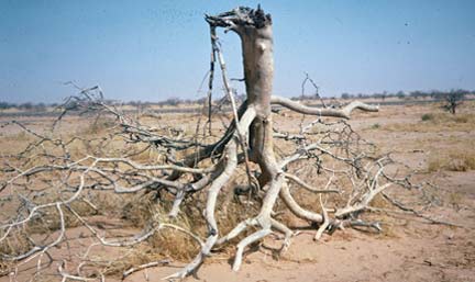 Un <em>commiphora africana&nbsp;</em>mort, retourné sur sa couronne, dans la vallée de l'Azawagh au Niger.&nbsp;© IRD