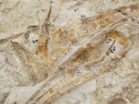 Fossiles de requin(Photo : Dominique raizon/ RFI)