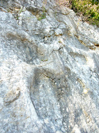 A Coisia (Jura français), traces de pas de sauropodes sur la paroi rocheuse qui borde la départementale.(Photo : Dominique Raizon/ RFI)