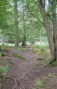 © <a href="http://www.woodlandburialparks.co.uk" target="_blank">Woodland Burial parks</a>