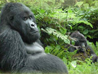 Un gorille du parc de Virunga en République démocratique du Congo.  

		(Photo : ONU)