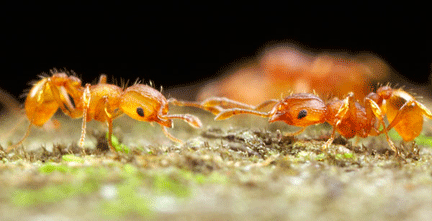 Confrontation entre deux fourmis de feu.(© Alex Wild 2007)