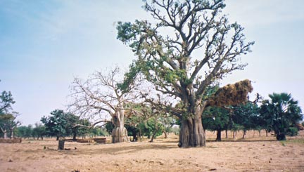 Baobab du Mali, en pays Dogon.(Photo : Marie-Noëlle Favier / <a href="http://www.ird.fr/indigo" target="_blank">IRD</a>)