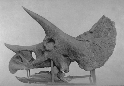 Le cératopsien.(Photo : Wikipédia)