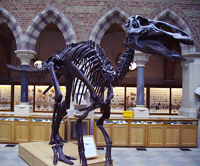 Un spécimen d'hadrosauridé.(Photo :  GNU Free Documentation License)