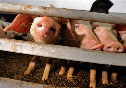 Les autorités irlandaises ont commencé ce dimanche à retirer de la consommation l'ensemble des aliments à base de porc produits sur l'île depuis le 1er septembre.( Photo : AFP )