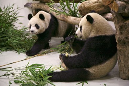 Les deux pandats géants offerts à Taiwan par la Chine.(Photo : Reuters)