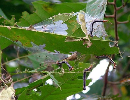 La chenille est l'un des insectes les plus dévastateurs du monde. Ici, à Shankpalai, au Liberia, les dégats sont considérables.(Photo : AFP/ Zoom Dosso)