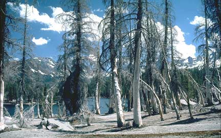 Des arbres morts dans le Nord de Horseshoe Lake, Arkansas, USA.(Photo : S.R. Brantley/ <em>U.S. Department of the Interior, Menlo Park, California, USA</em>)
