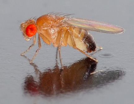  Drosophila melanogaster ou "mouche du vinaigre".(Source : Wikipedia)