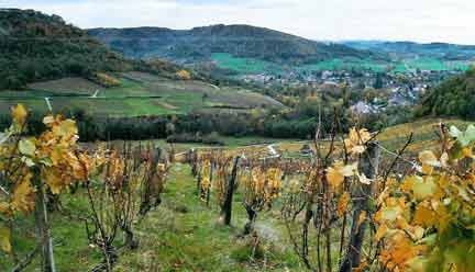 Le vignoble du vin jaune entoure la petite cité de Château-Chalon.
(Photo : Marc Verney/ RFI)