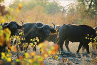 Le parc national Kruger est la plus célèbre réserve d’animaux d'Afrique du Sud.(Photo : www.sanparks.org)