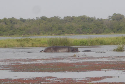 L'hippopotame, animal fétiche des villageois.(Photo : Agnès Rougier/ RFI)