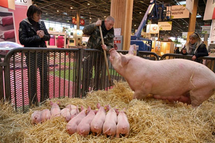 A la veille de l'ouverture du salon de l'Agriculture, le 20 février 2009.( Photo : AFP )