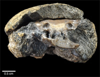 Image du fossile contenant le cerveau préservé.(Courtesy PNAS)