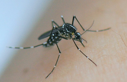 Moustique-tigre (Aedes albopictus), vecteur du chikungunya et de la dengue.
(Photo : Michel Dukhan/ IRD)