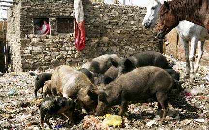L'Egypte est le premier pays au monde à vouloir procéder à l’abattage « immédiat » de son cheptel de porcs, l’ONU désapprouve.(Photo : Reuters)