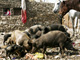 L'Egypte est le premier pays au monde à vouloir procéder à l’abattage « immédiat » de son cheptel de porcs, l’ONU désapprouve.(Photo : Reuters)