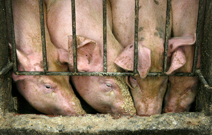 La grippe porcine est une infection virale hautement contagieuse des porcs.(Photo : Reuters)