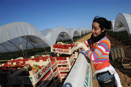 Une immigrée marocaine récoltant des fraises à Huelva, en Espagne.(Photo : AFP)