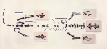 Le squelette d'un Puijila Darwin découvert en août 2007 au Nunavut.(Source : Reuters)