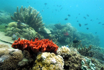 Coraux de l'île Palawan aux Philippines.(Photo : Roméo Gacad/AFP)