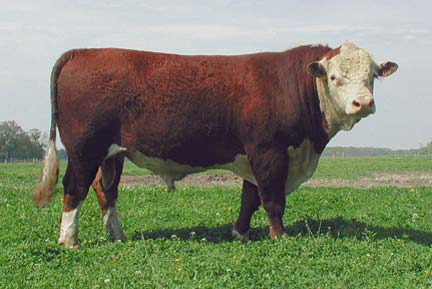 Cette race rustique de vache anglaise est la plus répandue au monde des races bovines à vocation bouchère.© Licence de documentation libre GNU