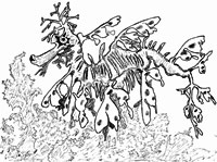 Un maître de l'illusion, le dragon feuillu des mers, qui ressemble à des algues dérivantes.(Illustration : Jacques Bruslé © Editions Belin, 2009)